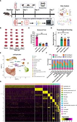 Single-cell analyses reveal the dynamic functions of Itgb2+ microglia subclusters at different stages of cerebral ischemia-reperfusion injury in transient middle cerebral occlusion mice model